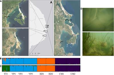 Persistent Clones and Local Seed Recruitment Contribute to the Resilience of Enhalus acoroides Populations Under Disturbance